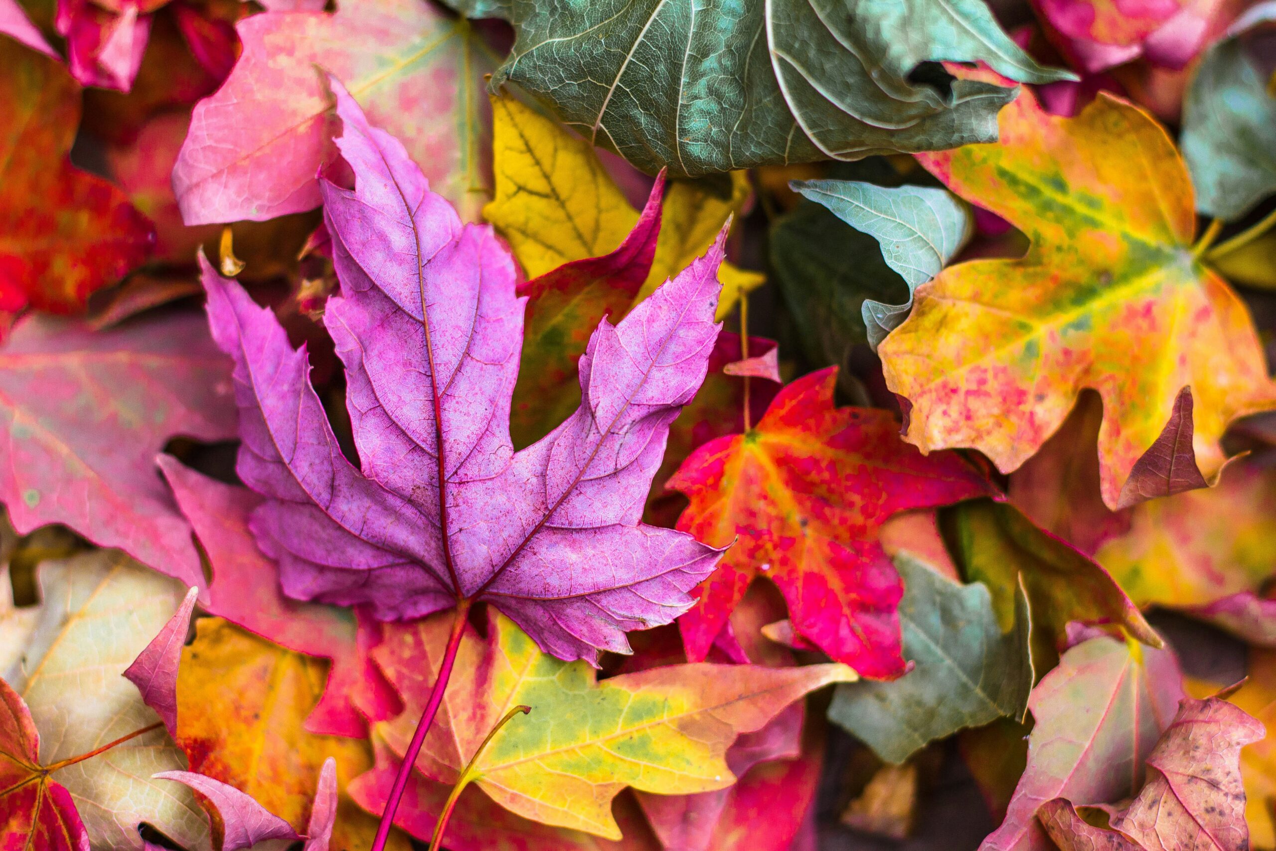 Do we dream in black and white or in color? Emotional and symbolic meanings of dream palettes