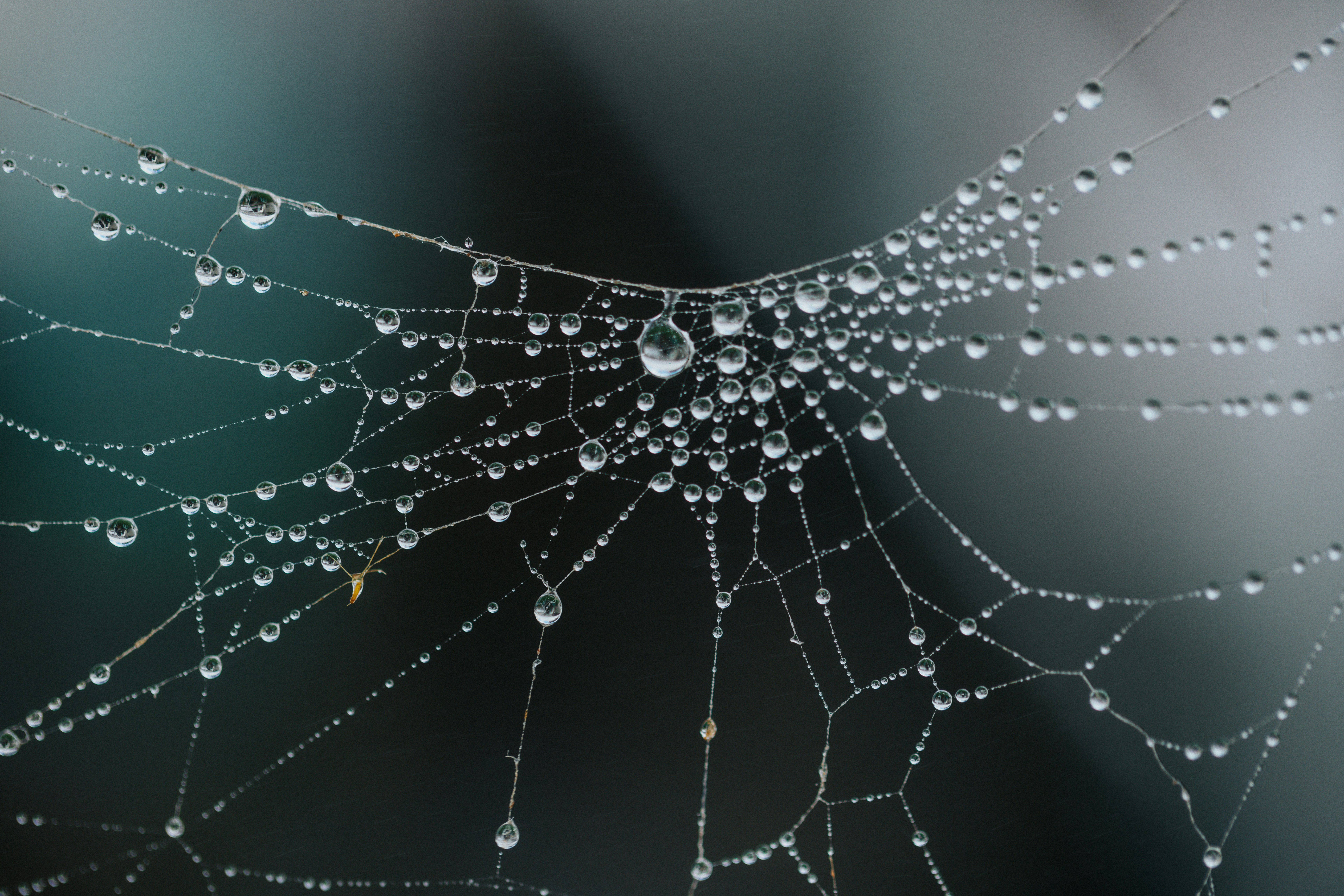 Dream of being attacked by spiders — meaning and interpretation